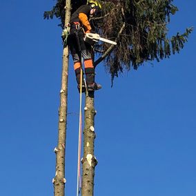 Démontage d'un épicéa